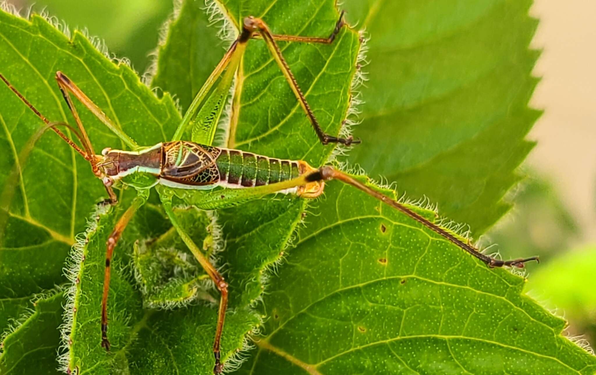 Sivun Obolopteryx brevihastata (Morse 1902) kuva