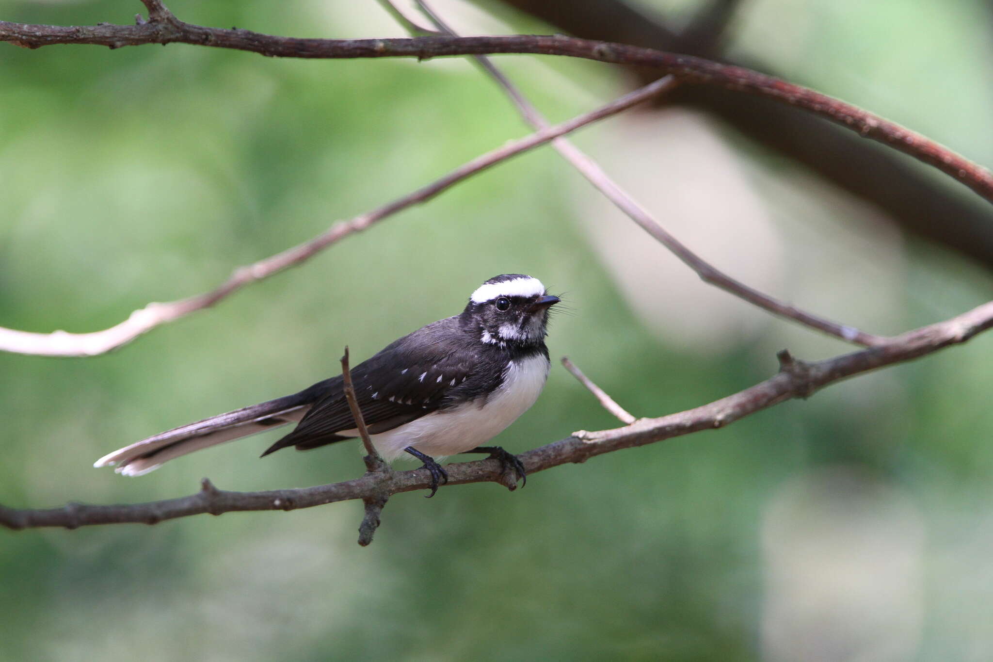 Image of White-browed Fantail