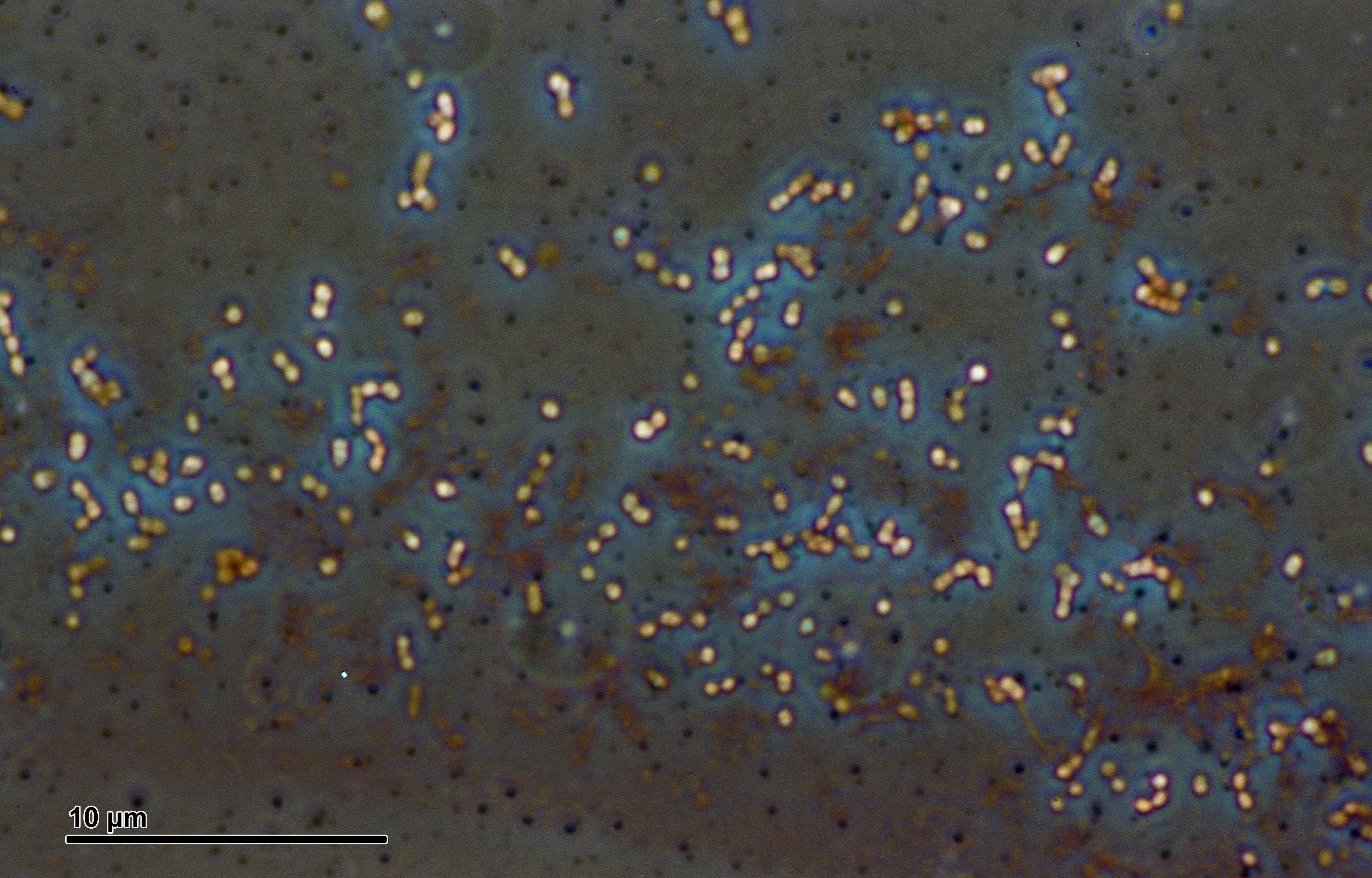 Imagem de Streptococcus pneumoniae