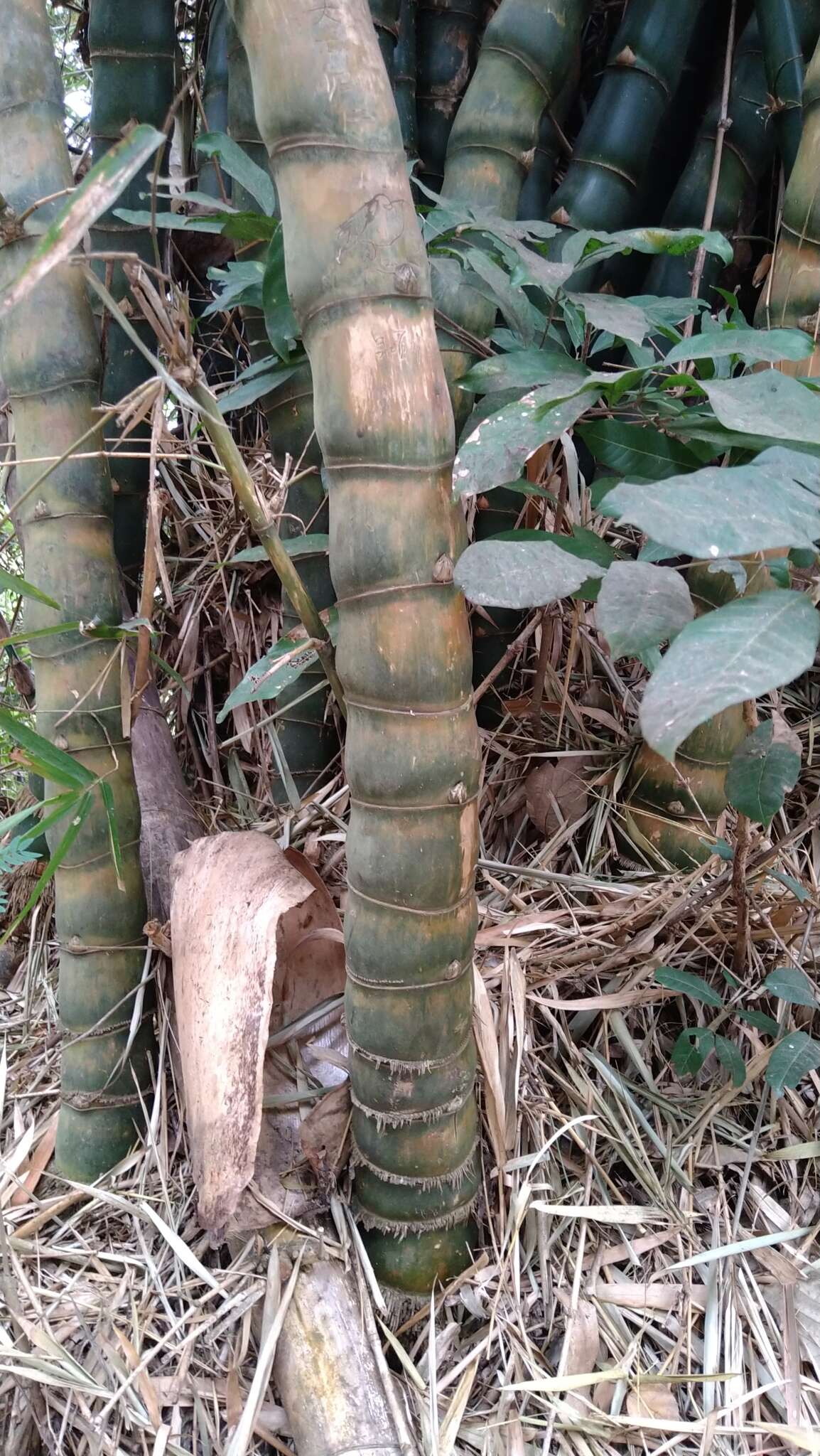 Image of common bamboo