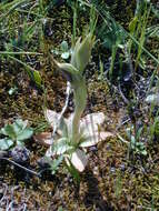 Image of Pterostylis arenicola M. A. Clem. & J. Stewart