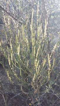 Image of white giant hyssop