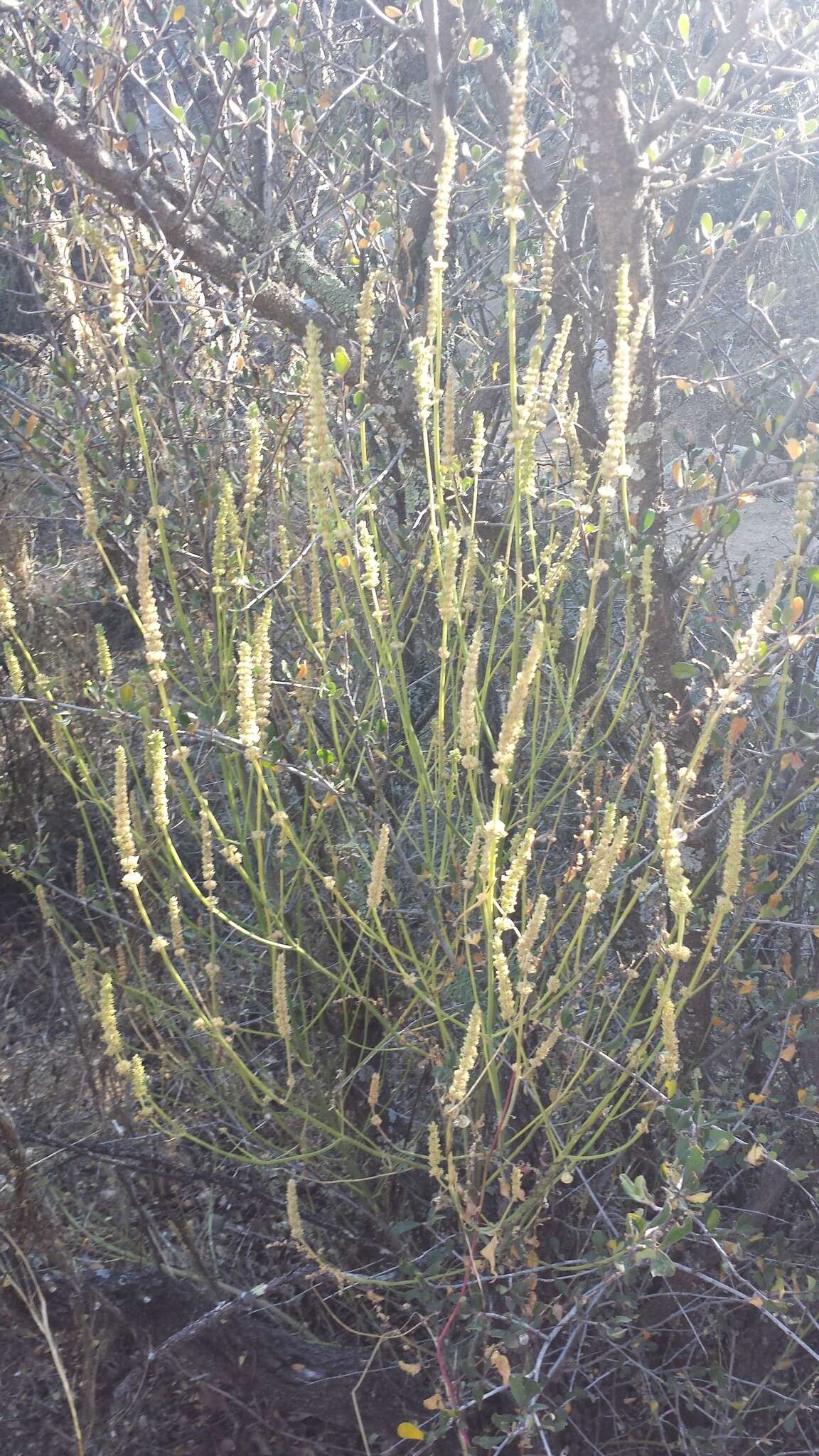 Image of Agastache micrantha var. micrantha