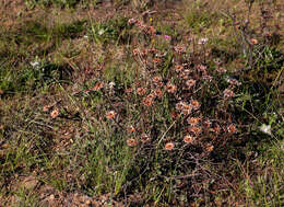 Plancia ëd Protea scolymocephala (L.) Reich.