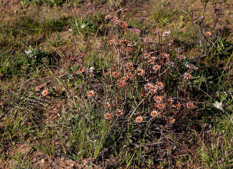 Plancia ëd Protea scolymocephala (L.) Reich.