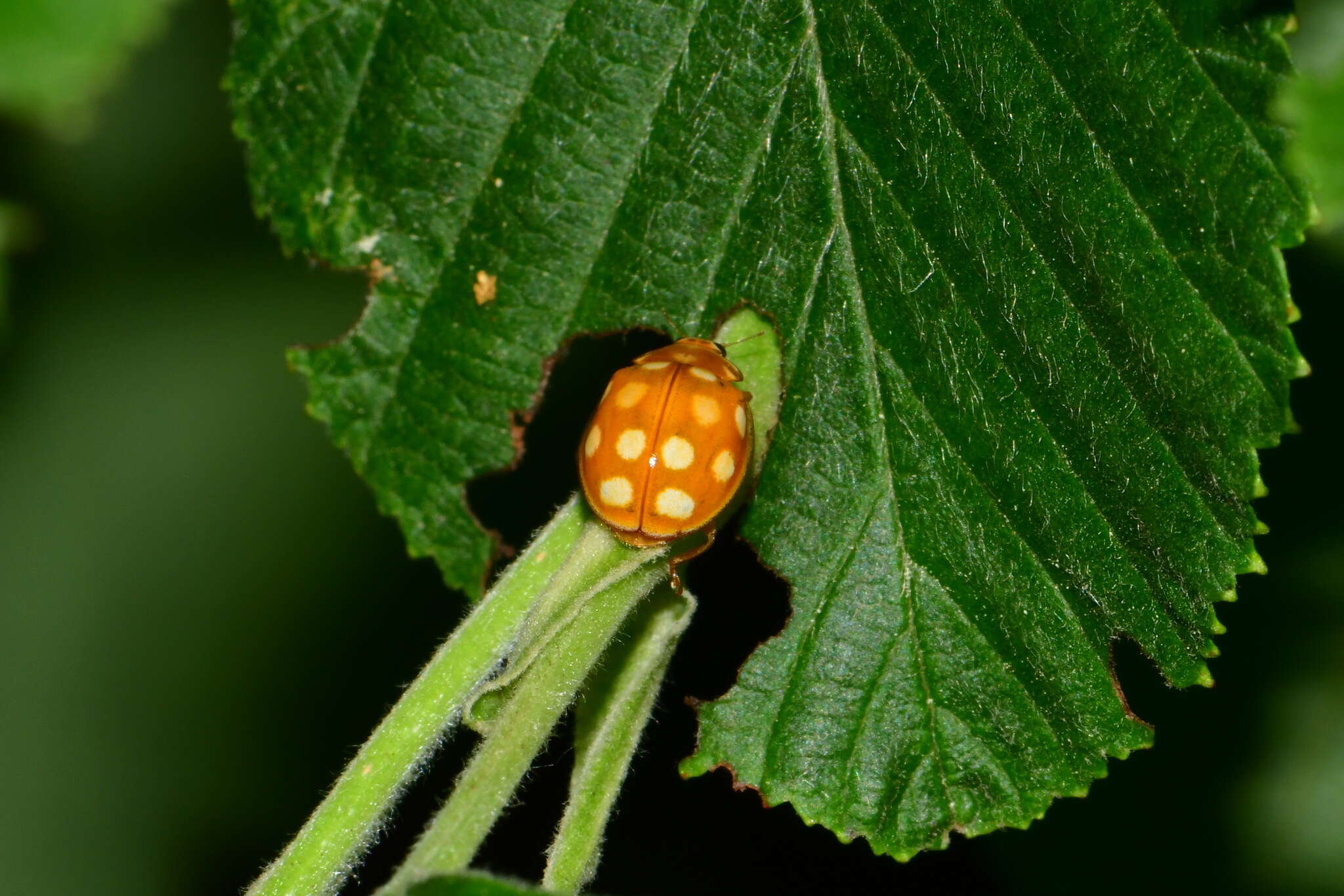 Image of Calvia quindecimguttata (Fabricius 1777)