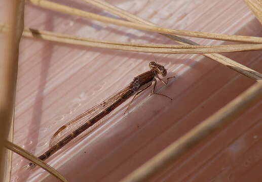 Image of Common Winter Damsel