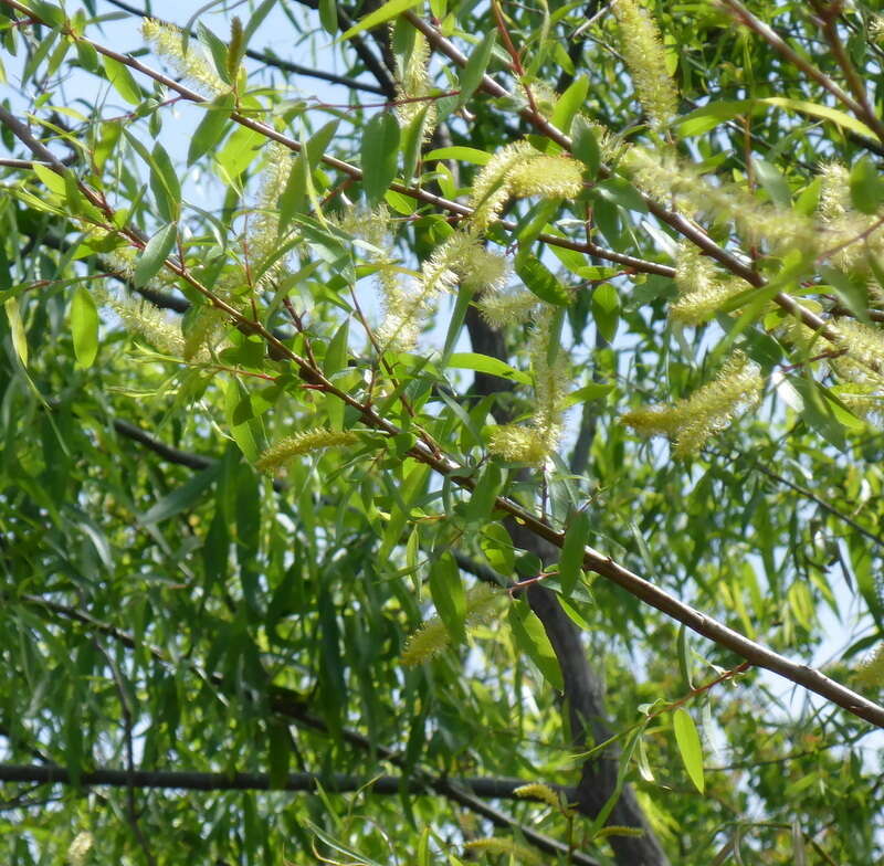 Image of coastal plain willow