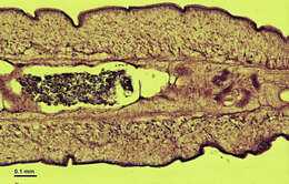 Image of Taeniidae