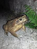 Image of Giant toad