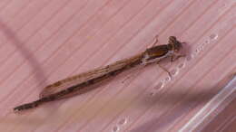 Image of Common Winter Damsel