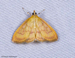 Image of Pale-winged Crocidophora moth