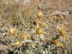 Image of Centaurea onopordifolia Boiss.