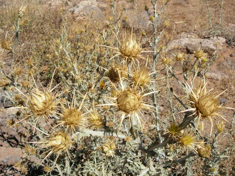 Centaurea onopordifolia Boiss. resmi