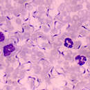Image of Trypanosoma equiperdum