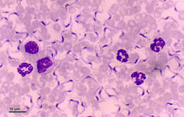 Imagem de Trypanosoma equiperdum