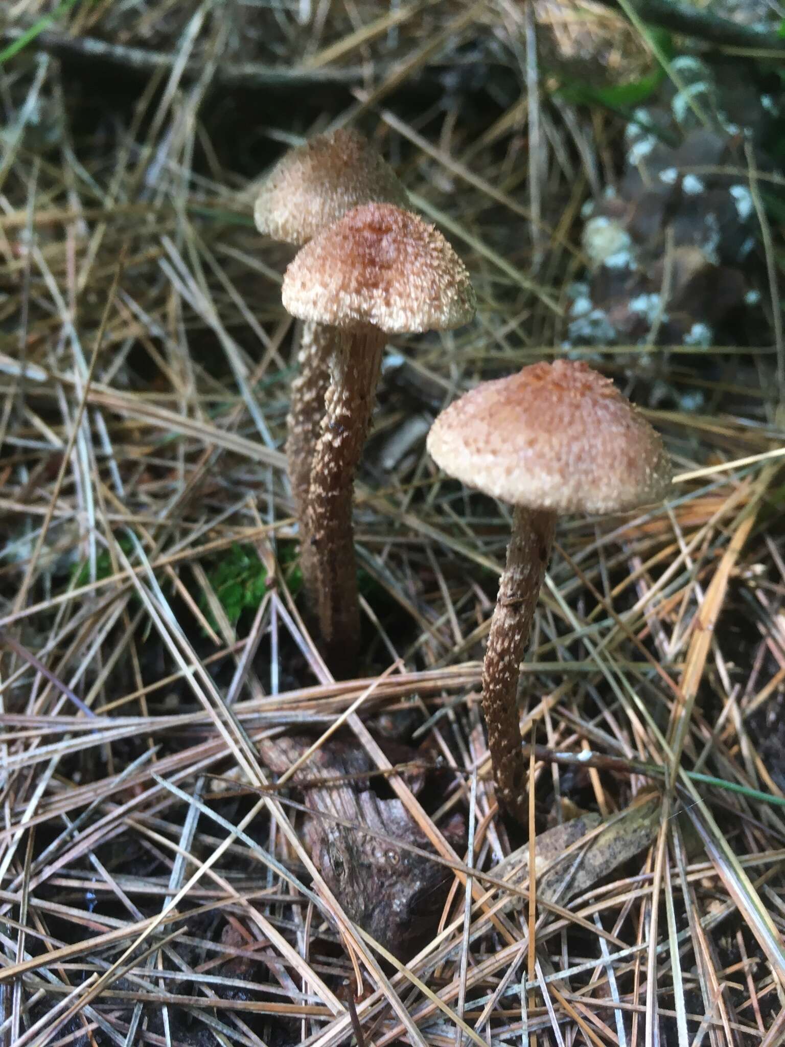 Image of Inosperma calamistratum