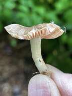 Image of Entoloma abbreviatipes (Largent) Noordel. & Co-David 2009