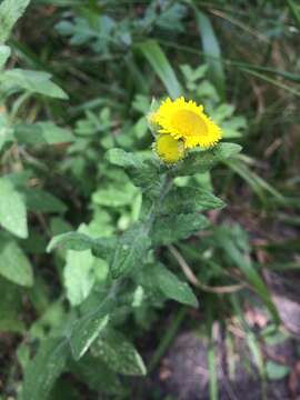 Image of common fleabane