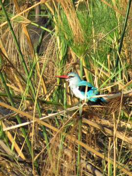 صورة Halcyon senegalensis cyanoleuca (Vieillot 1818)