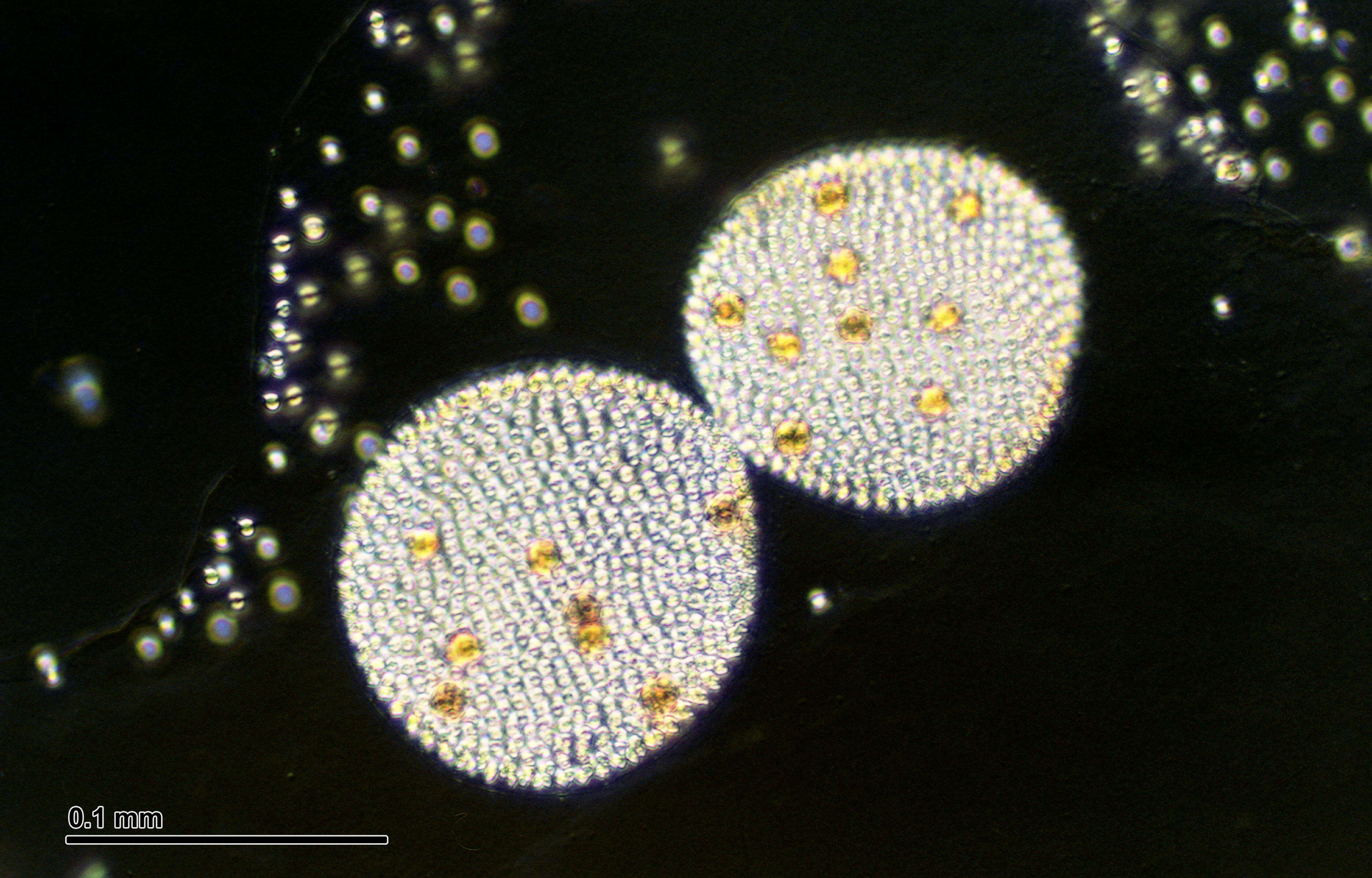 Image of Globe Algae