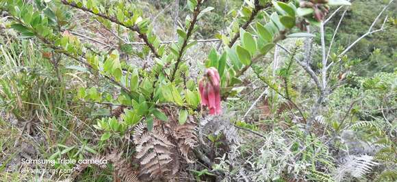 Image of Macleania salapa (Benth.) Benth. & Hook. fil.