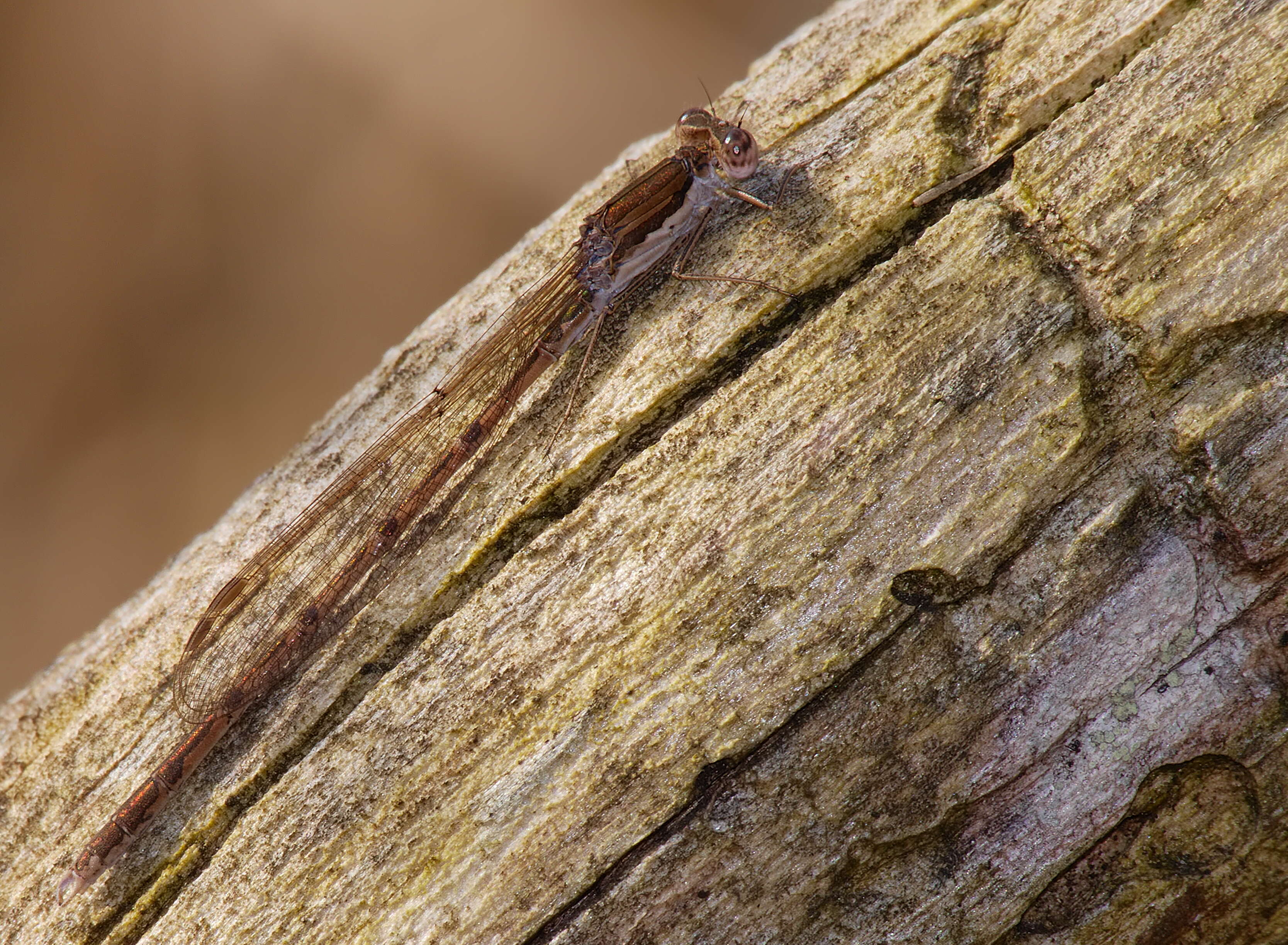 Image of Common Winter Damsel