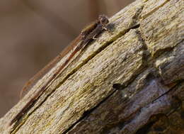 Image of Common Winter Damsel