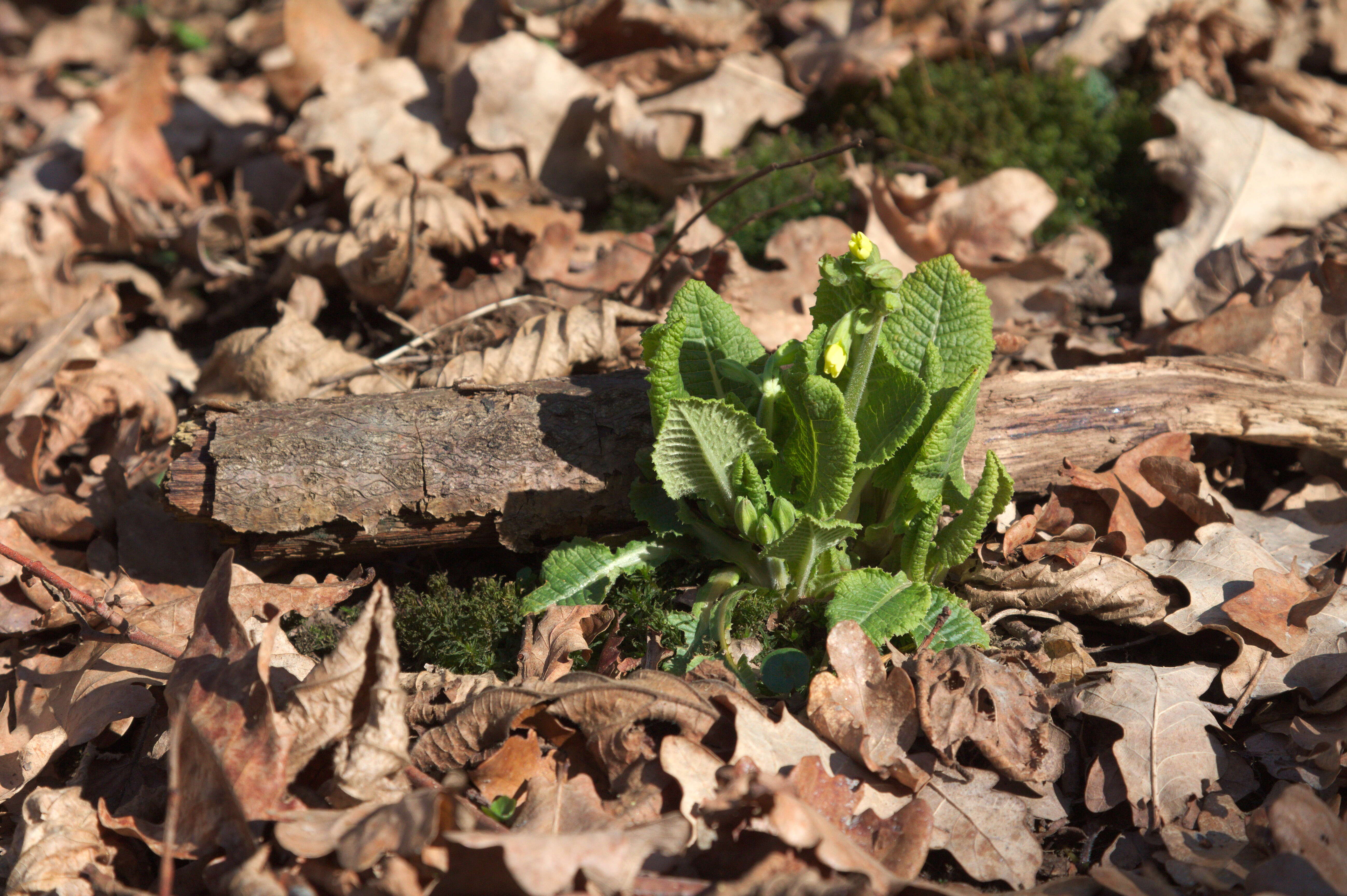 Image of oxlip