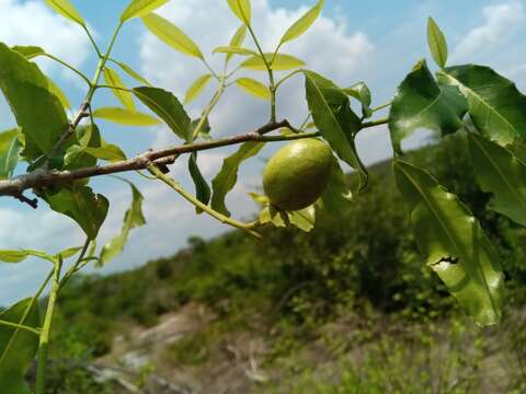 Image of Rinorea arborea (Thou.) Baill.