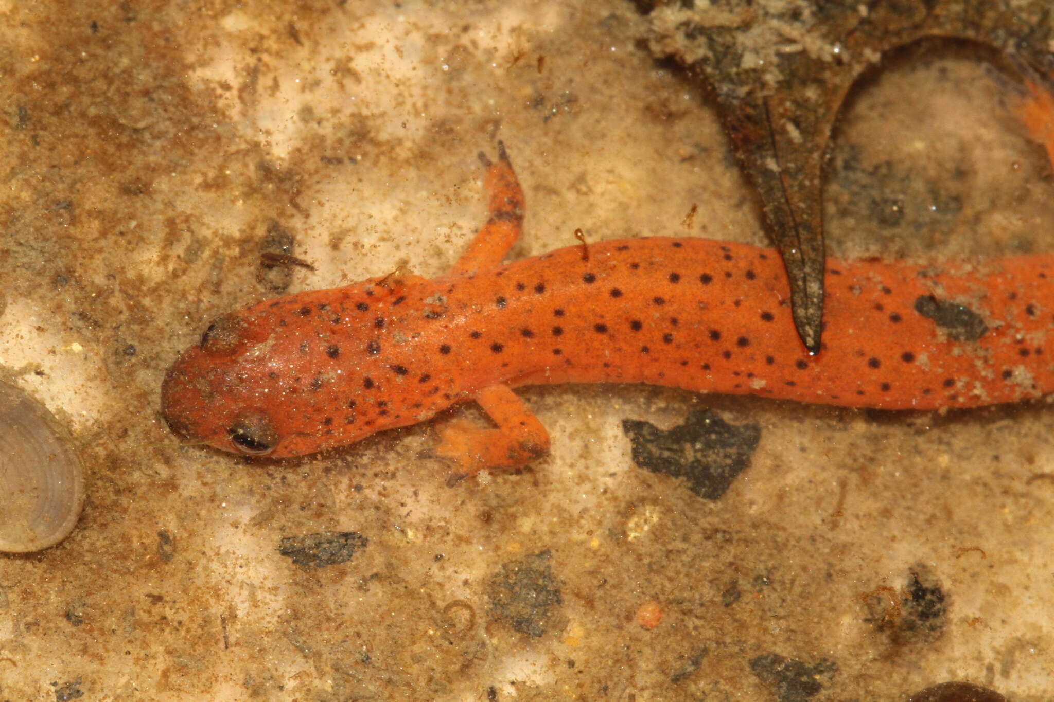 Image of Eastern Mud Salamander