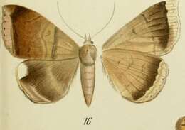 Image of Achaea mormoides Walker 1858