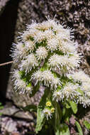 Image of Petasites albus (L.) Gaertn.