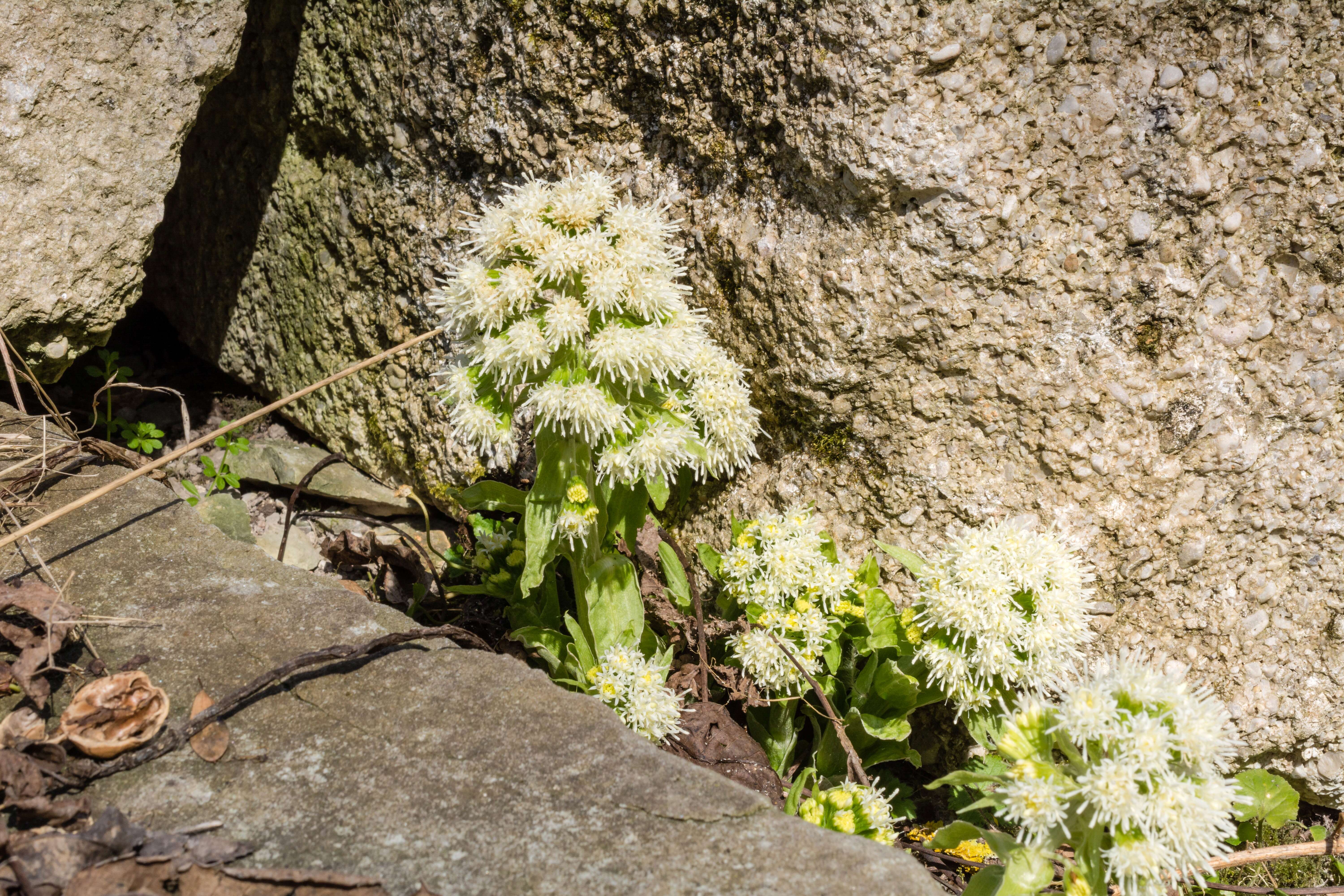 Image of Petasites albus (L.) Gaertn.