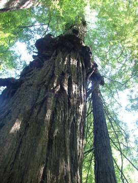 Image of redwood