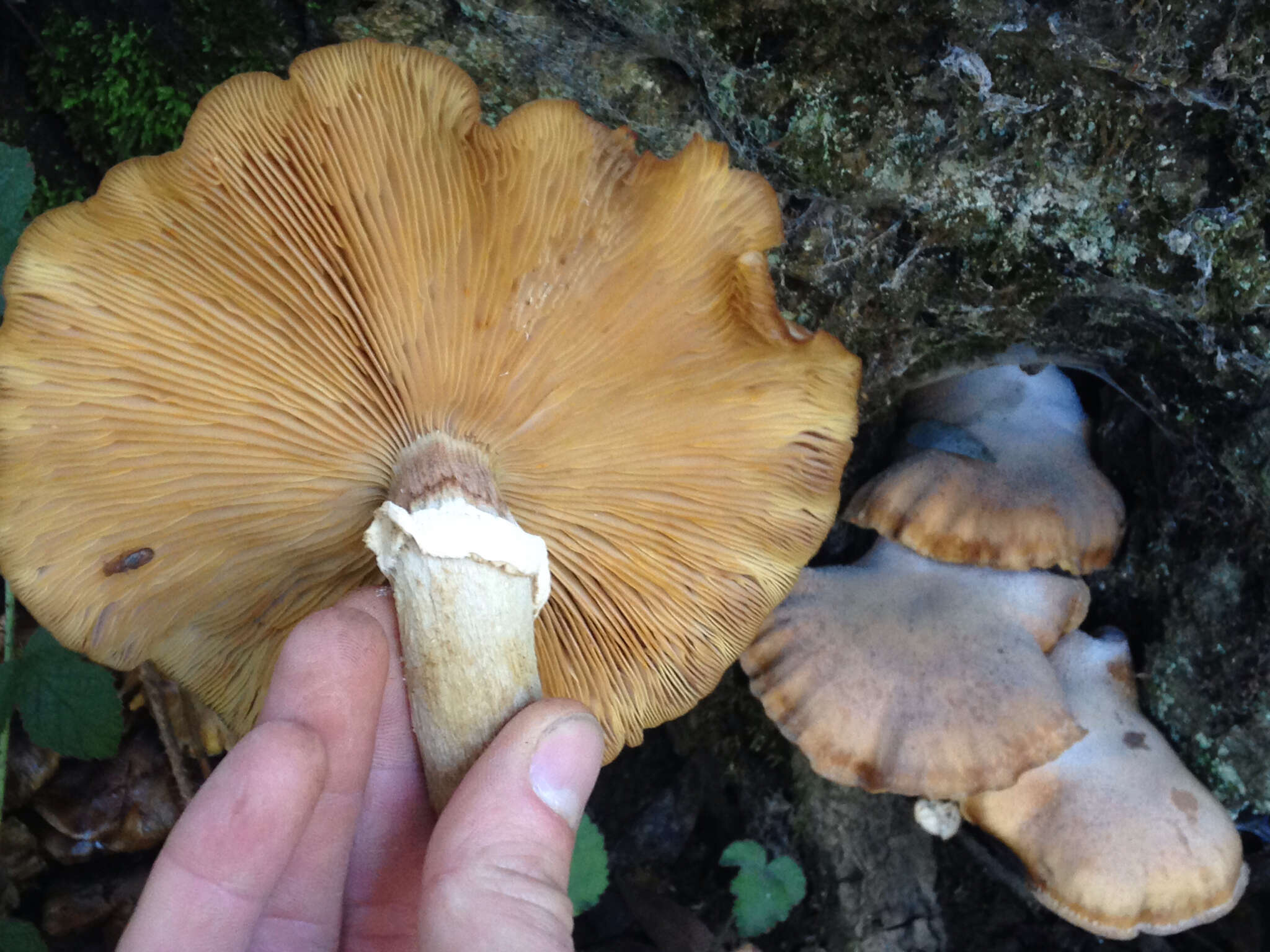 Image of Honey Fungus