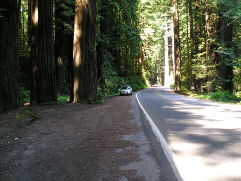 Image of redwood