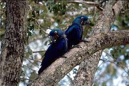 Image of Hyacinth Macaw