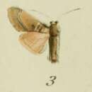 Image of Aiteta acutipennis Strand 1915