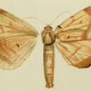 Image of Alatanadata latipennis Strand 1912