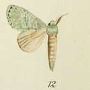 Image of Stauropussa chloe Holland 1893