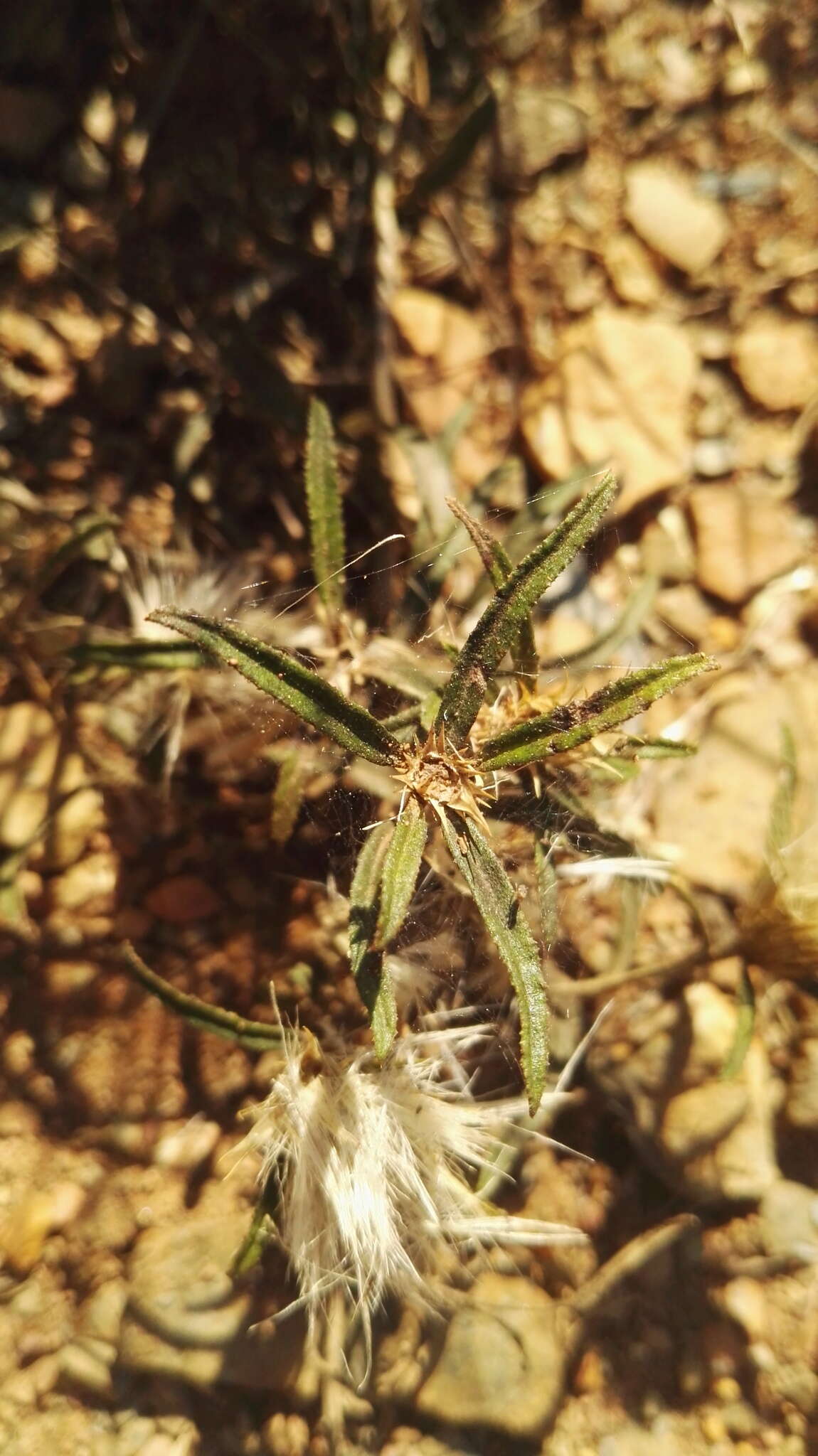 Image of Dicoma anomala subsp. gerrardii (Ham. ex F. C. Wilson) S. Ortiz & J. Rodriguez-Oubina