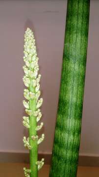 Image of African bowstring hemp