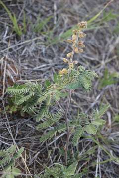 Image de Pomaria jamesii (Torr. & A. Gray) Walp.