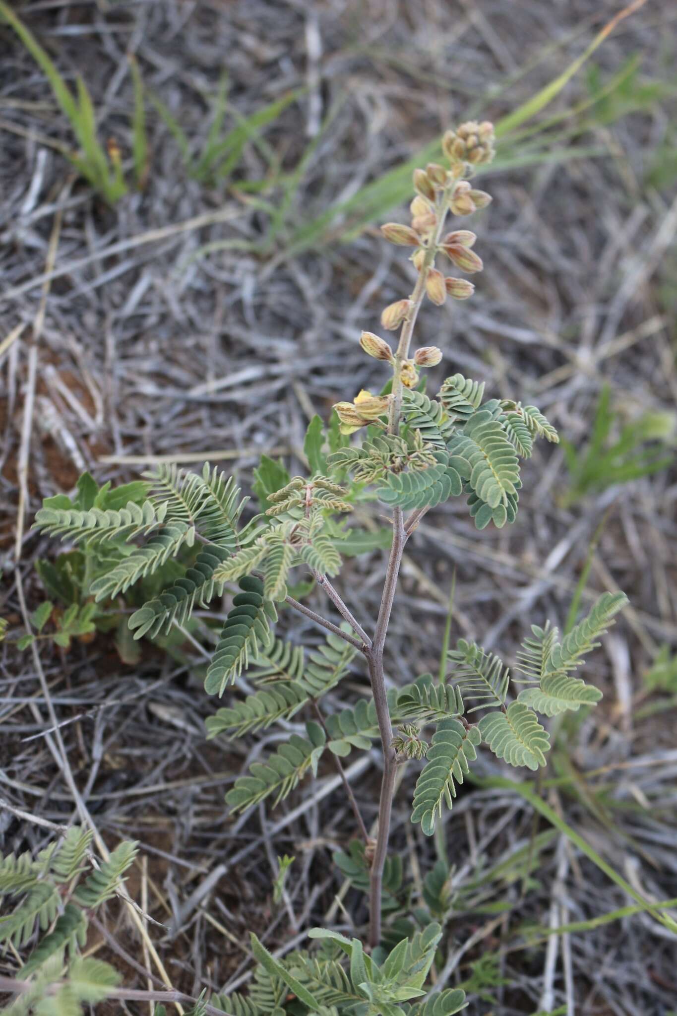 صورة Pomaria jamesii (Torr. & A. Gray) Walp.