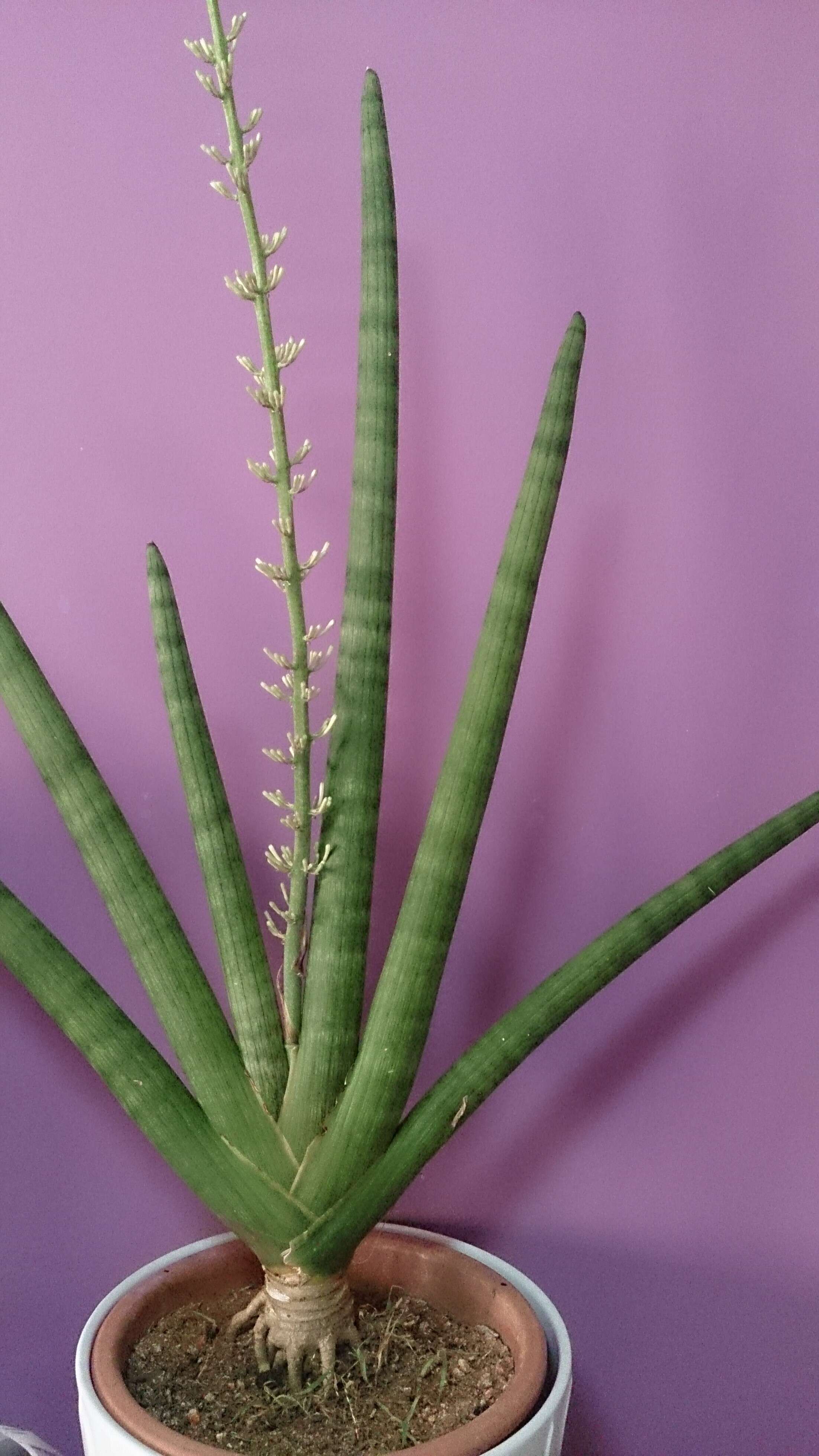 Image of African bowstring hemp