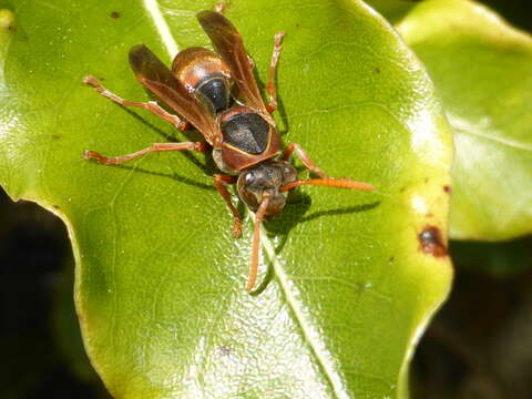 Image of Polistes humilis (Fabricius 1781)