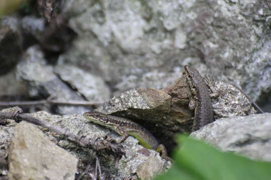 Image of Armenian Lizard