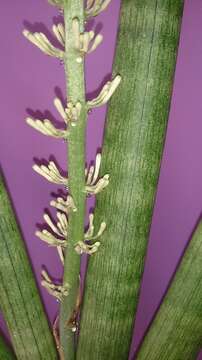 Image of African bowstring hemp