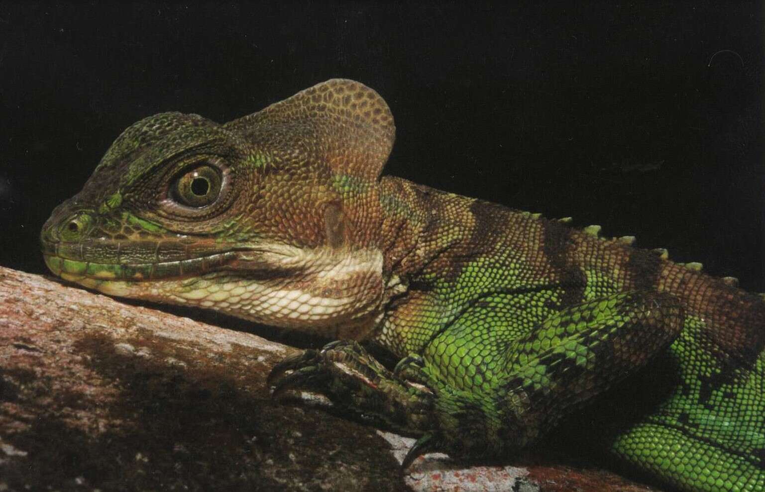 Image of Western basilisk